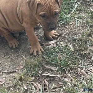 APBT PUPS FOR SALE