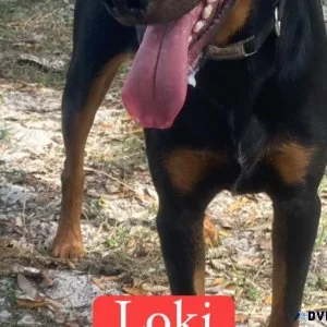 Loki