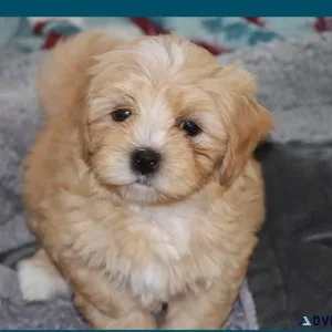 Maltipoo Puppies
