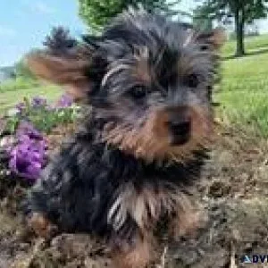 AKC female male Yorkie puppy available