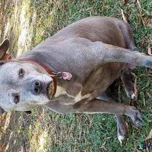 Blue Pit bull dog