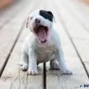 pit bull ......7300930479