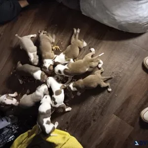 XL America pit bull pup s