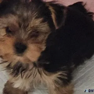 Toy yorkie puppy