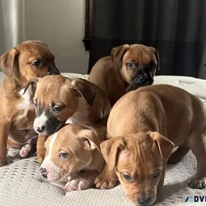 All American pitpups