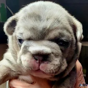 Unique French Bulldog puppies