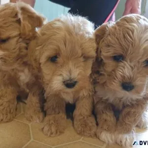 ADORABLE MALTIPOO PUPPIES READY TO GO