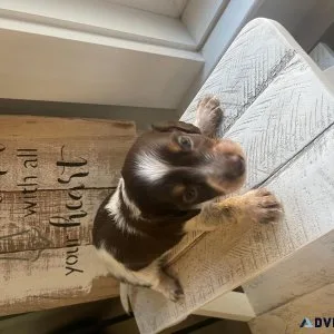 Miniature dachshunds