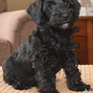Adorable Schnoodle puppies for sale