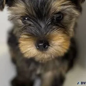 Teacup Yorkie