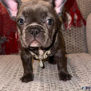 FRENCH BULLDOG PUPPY