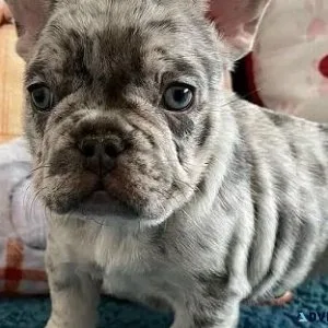 Two Gorgeous French Bulldog Puppies