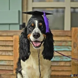 Mastering Dog Obedience A Step-By-Step Training Guide