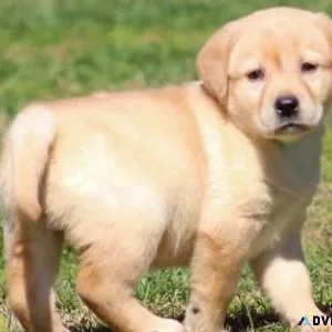 Lovely Labrador Retriever puppies for sale