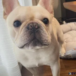 French bulldog for sale
