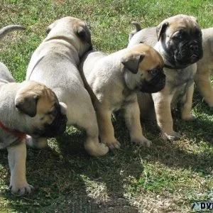 Outstanding BullMastiff