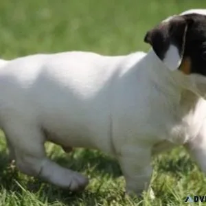 Adorable Jack Russel Terrier puppies for sale