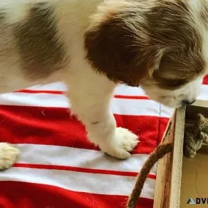 Cockalier Puppies