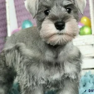 Home raised Miniature Schnauzer puppies for sale