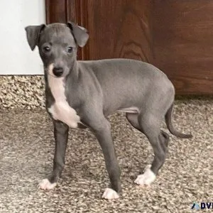 Beautiful Italian Greyhound puppies for sale