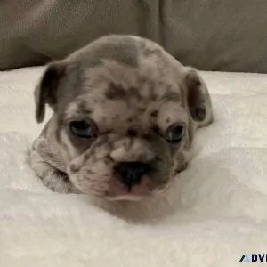 AKC Exotic Lilac Merle Fat Boi French Bulldog