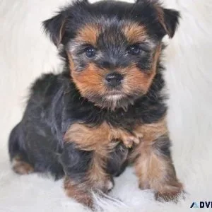 Specializing Yorkie Puppies