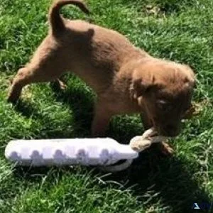 Adorable Chesapeake Bay Retriever Puppies