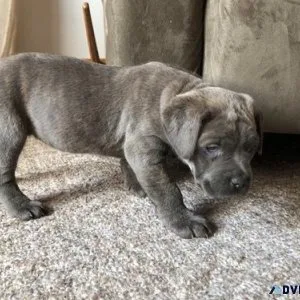 Well Socialized Cane Corso Puppies for sale