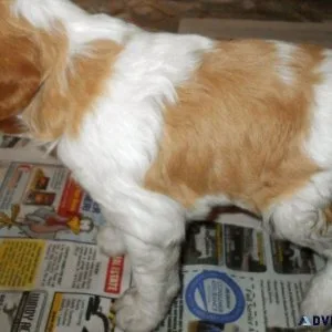 Sweetest Brittany Spaniel Puppies for sale