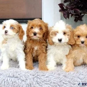 CKC Cavapoo Puppies for sale
