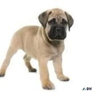 Bull mastiff .....call 7300930479