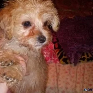 Tiny female Morkie