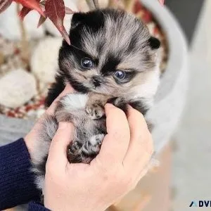 teacup pomeranian puppies