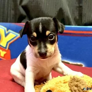 Registered Mini Tri-black male rat terrier &ldquoTwizzler&rdqu o