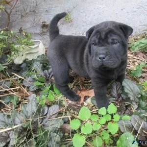 Gorgeous Chinese Shar-Pei Puppies for sale