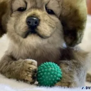 TIBETAN MASTIFF .......CALL 7300930479