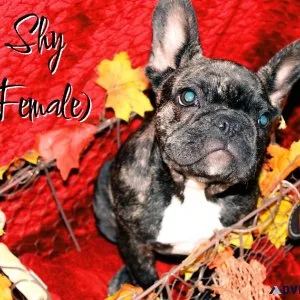 French bulldog puppies