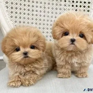 Healthy Maltipoo Available