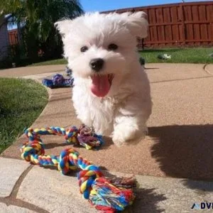 Tiny maltese Puppies
