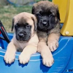 ENGLISH MASTIFF 7300930479