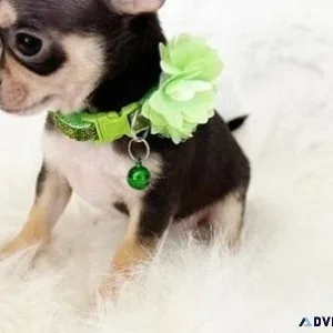 Adorable Chihuahua Puppies for sale.