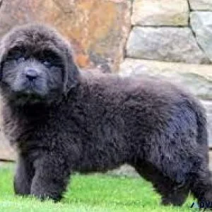 newfoundland....7300 930479