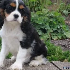 AKC Cavalier King Charles Spaniel Puppies for sale