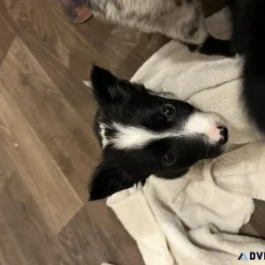 Registered Border collie