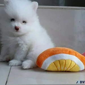Stunning Pomeranian Puppies Available