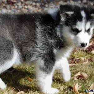 Siberian Husky Puppies