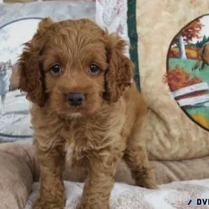 Cute Cockapoo puppies ready to go now