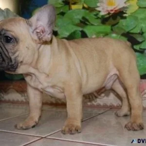 Potty Trained French Bulldog Puppies