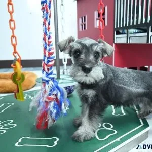 Adorable Miniature Schnauzer Puppies for sale