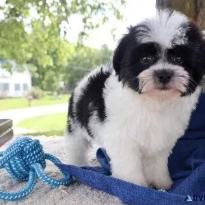 Cute Havachon Puppies